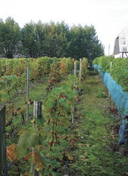 Vinsmagning Højbakke vingård 