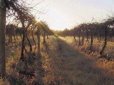Vinsmagning