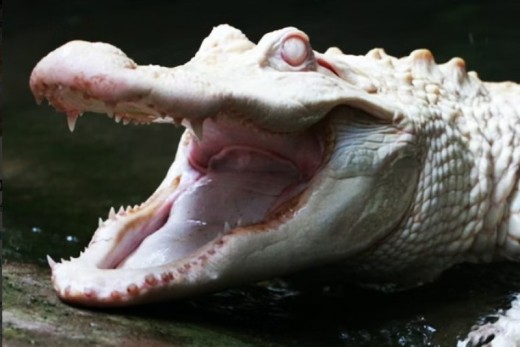 Billets pour Alligator Bay - Billet enfant - (3-12ans)