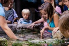 Visite de l'Aquarium SEA LIFE - 1 Enfant (3-11 ans)