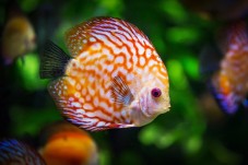 Visite de l'Aquarium de Paris - 2 billets enfants - (3-12 ans)