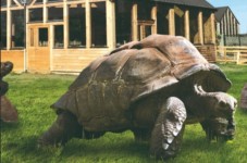 Billets pour Alligator Bay - Billet enfant - (3-12ans)