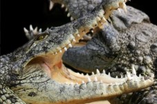 Billets pour Alligator Bay - Billet enfant - (3-12ans)