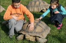 Billets pour Alligator Bay - Billet enfant - (3-12ans)