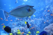 Visite de l'Aquarium SEA LIFE - 1 Enfant (3-11 ans)